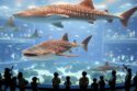Osaka Aquarium Kaiyukan